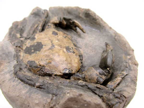 Coeloma Crab for Sale - Oligocene Age from Denmark #35 - Image 4
