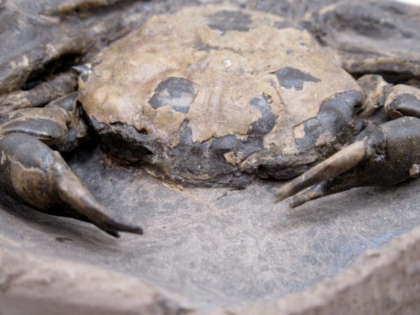 Coeloma Crab for Sale - Oligocene Age from Denmark #35 - Image 3