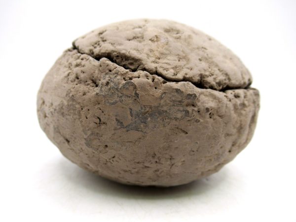 Coeloma Crab for Sale - Oligocene Age from Denmark #36 - Image 2