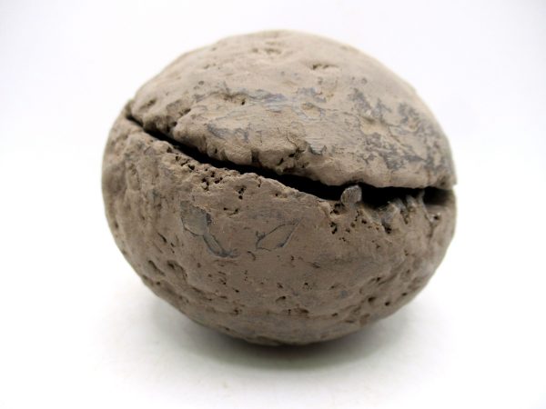 Coeloma Crab for Sale - Oligocene Age from Denmark #36 - Image 13