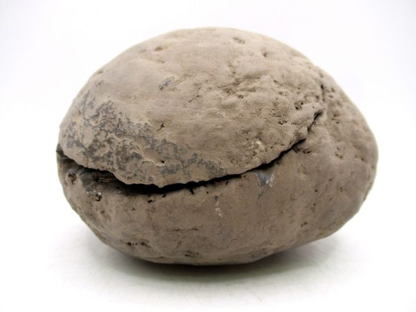 Coeloma Crab for Sale - Oligocene Age from Denmark #36 - Image 12