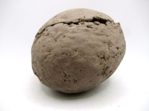 Coeloma Crab for Sale - Oligocene Age from Denmark #36 - Image 11