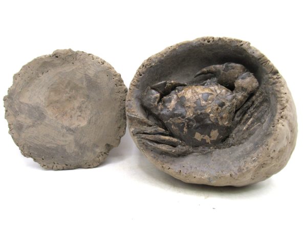 Coeloma Crab for Sale - Oligocene Age from Denmark #36 - Image 10