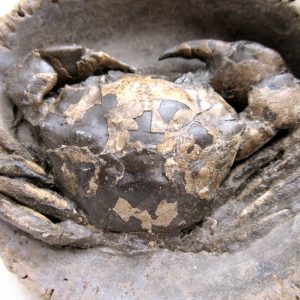 Coeloma Crab for Sale - Oligocene Age from Denmark #36