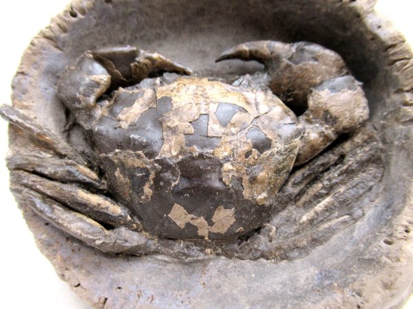 Coeloma Crab for Sale - Oligocene Age from Denmark #36