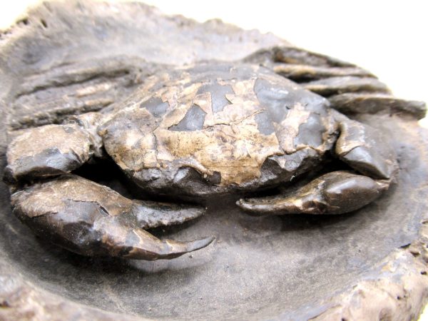 Coeloma Crab for Sale - Oligocene Age from Denmark #36 - Image 8