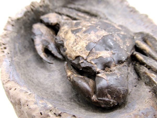 Coeloma Crab for Sale - Oligocene Age from Denmark #36 - Image 7