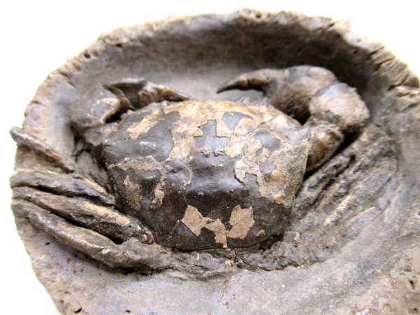 Coeloma Crab for Sale - Oligocene Age from Denmark #36 - Image 5