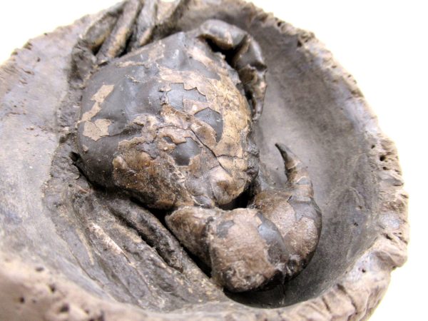 Coeloma Crab for Sale - Oligocene Age from Denmark #36 - Image 4