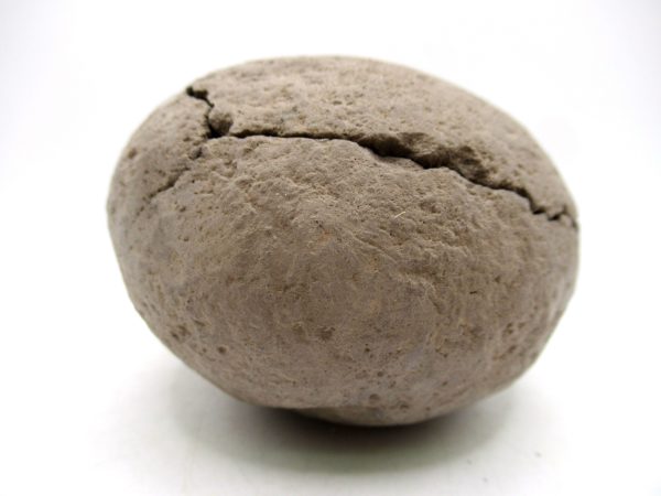 Coeloma Crab for Sale - Oligocene Age from Denmark #37 - Image 2