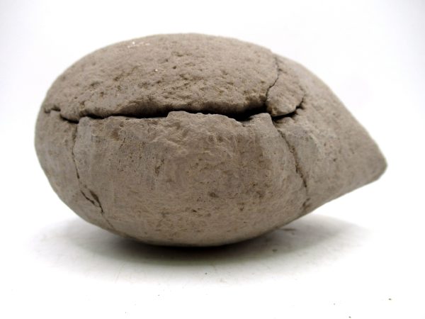 Coeloma Crab for Sale - Oligocene Age from Denmark #37 - Image 12