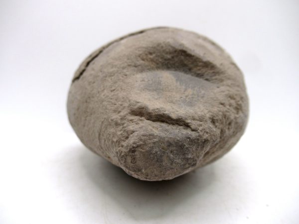 Coeloma Crab for Sale - Oligocene Age from Denmark #37 - Image 11