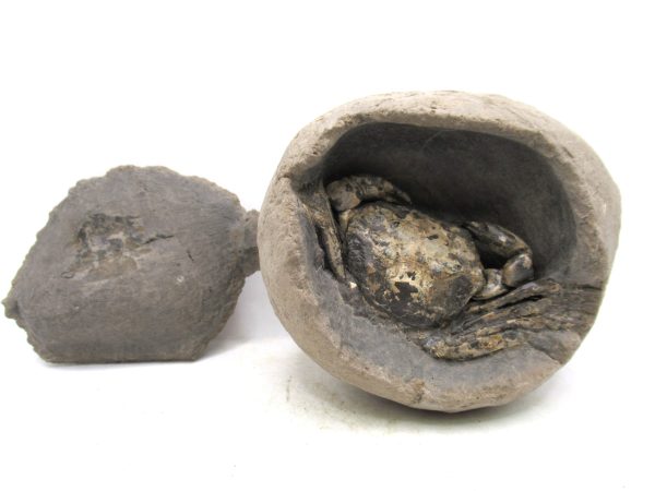 Coeloma Crab for Sale - Oligocene Age from Denmark #37 - Image 10