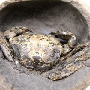 Coeloma Crab for Sale - Oligocene Age from Denmark #37