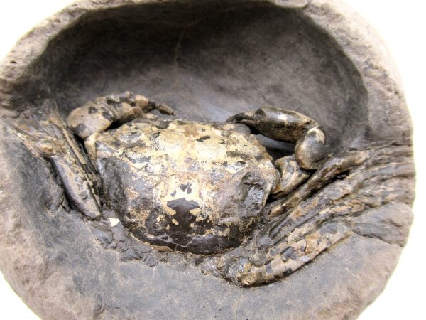 Coeloma Crab for Sale - Oligocene Age from Denmark #37