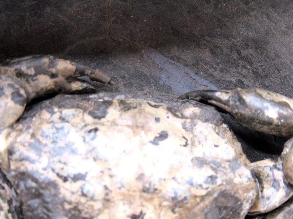 Coeloma Crab for Sale - Oligocene Age from Denmark #37 - Image 8