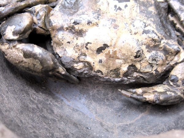 Coeloma Crab for Sale - Oligocene Age from Denmark #37 - Image 7