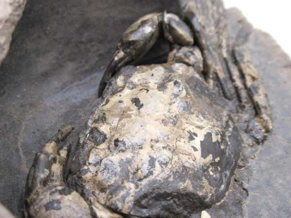 Coeloma Crab for Sale - Oligocene Age from Denmark #37 - Image 6