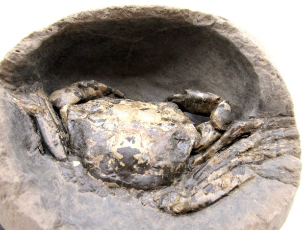 Coeloma Crab for Sale - Oligocene Age from Denmark #37 - Image 5