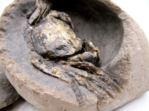 Coeloma Crab for Sale - Oligocene Age from Denmark #37 - Image 4