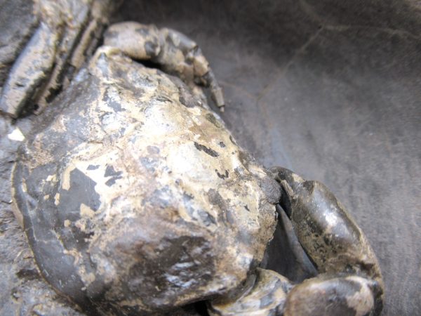 Coeloma Crab for Sale - Oligocene Age from Denmark #37 - Image 3