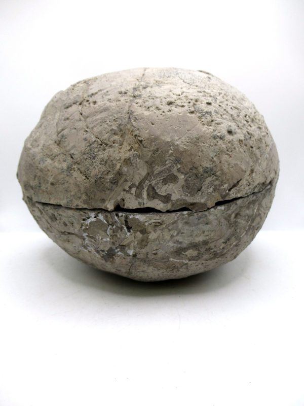 Coeloma Crab for Sale - Oligocene Age from Denmark #38 - Image 2