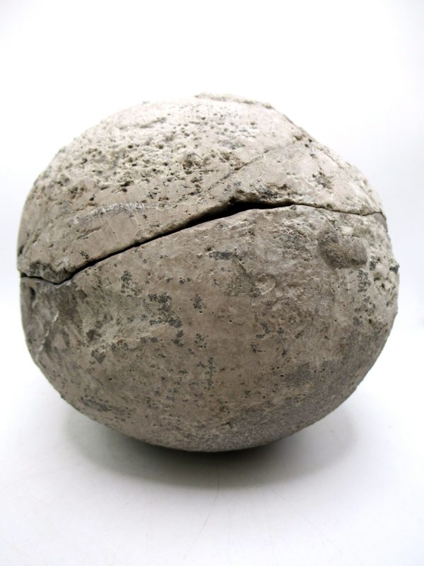 Coeloma Crab for Sale - Oligocene Age from Denmark #38 - Image 14