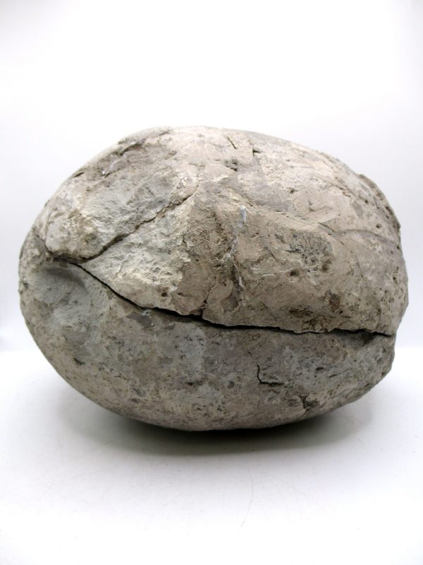 Coeloma Crab for Sale - Oligocene Age from Denmark #38 - Image 13