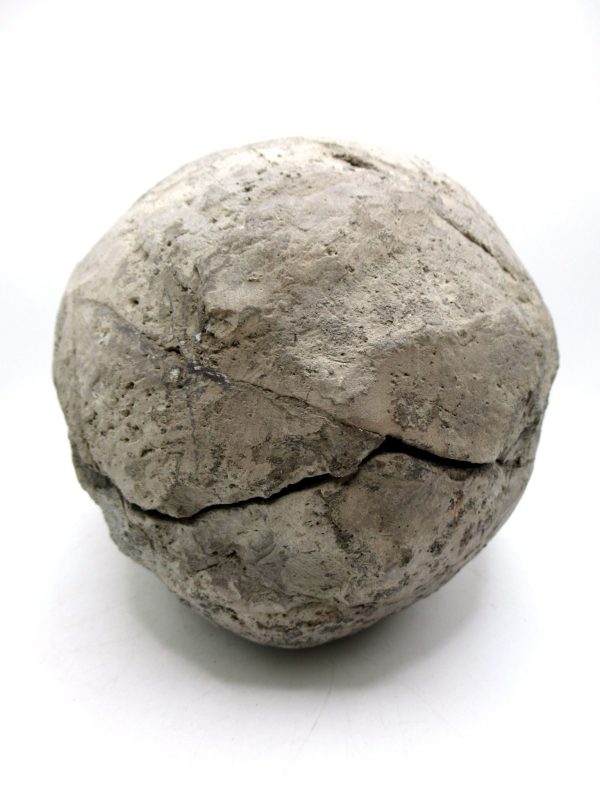 Coeloma Crab for Sale - Oligocene Age from Denmark #38 - Image 12