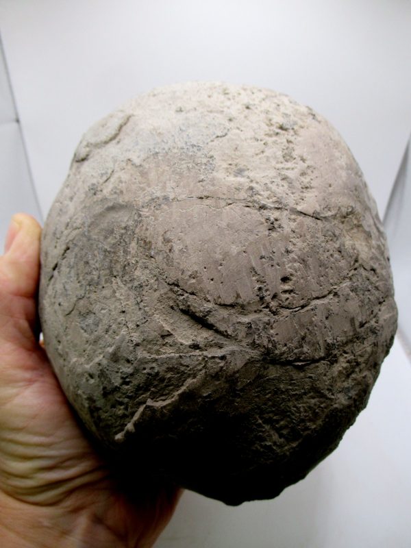 Coeloma Crab for Sale - Oligocene Age from Denmark #38 - Image 11