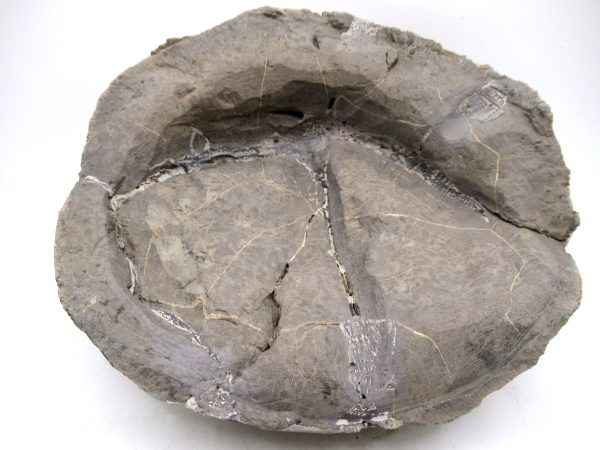 Coeloma Crab for Sale - Oligocene Age from Denmark #38 - Image 10