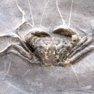 Coeloma Crab for Sale - Oligocene Age from Denmark #38
