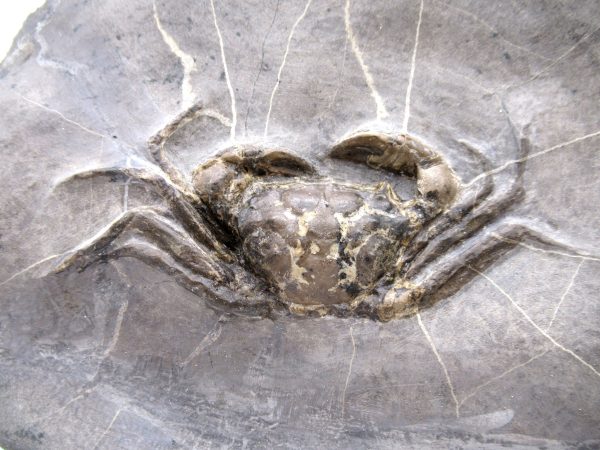Coeloma Crab for Sale - Oligocene Age from Denmark #38