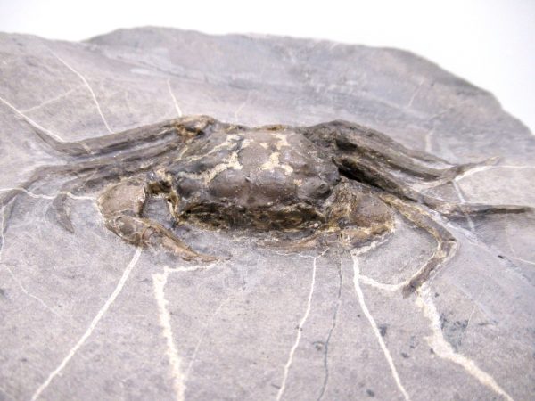 Coeloma Crab for Sale - Oligocene Age from Denmark #38 - Image 7