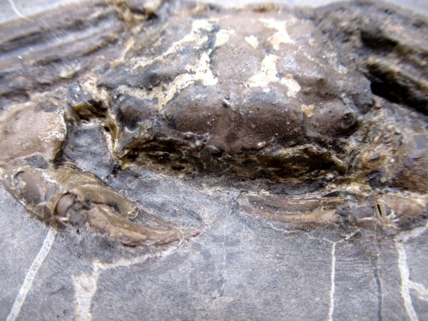 Coeloma Crab for Sale - Oligocene Age from Denmark #38 - Image 6