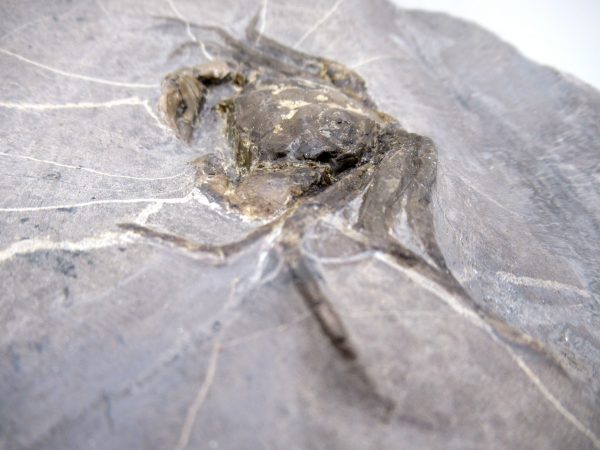 Coeloma Crab for Sale - Oligocene Age from Denmark #38 - Image 5