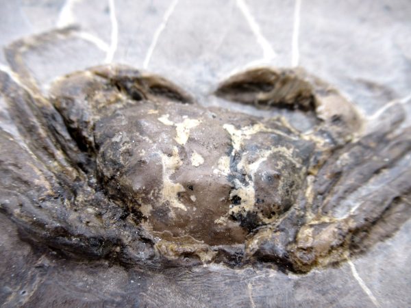 Coeloma Crab for Sale - Oligocene Age from Denmark #38 - Image 4
