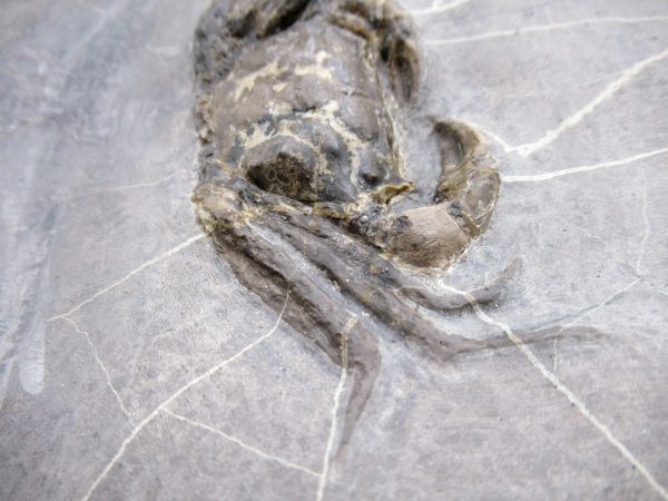 Coeloma Crab for Sale - Oligocene Age from Denmark #38 - Image 3