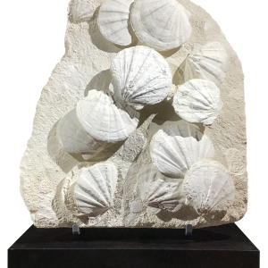 Gigantopecten restitutensis Bivalve Display from France