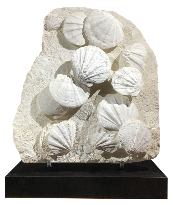 Gigantopecten restitutensis Bivalve Display from France