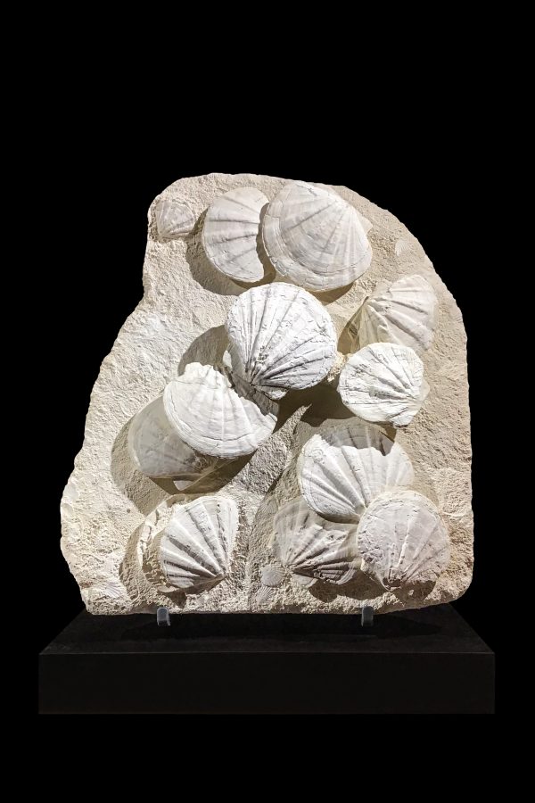 Gigantopecten restitutensis Bivalve Display from France - Image 2