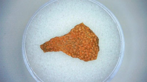 Dinosaur Egg Collection - Set of 3 Different Dinosaurs  #10 - Image 2