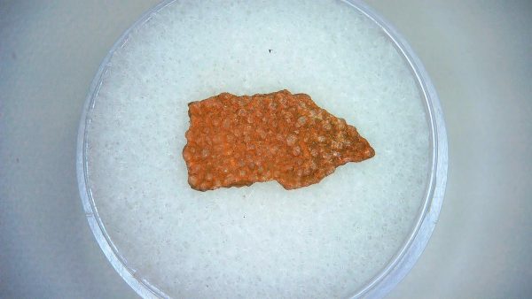 Dinosaur Egg Collection - Set of 3 Different Dinosaurs  #12 - Image 2