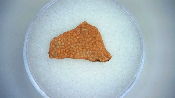 Dinosaur Egg Collection - Set of 3 Different Dinosaurs  #14 - Image 3