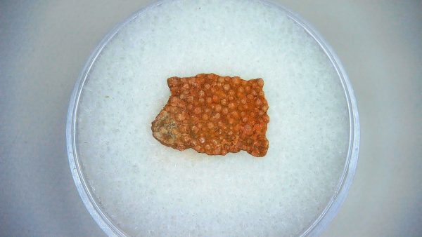 Dinosaur Egg Collection - Set of 3 Different Dinosaurs  #17 - Image 2