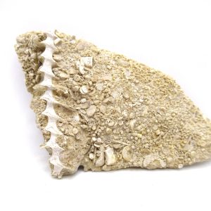 Archimedes Bryozoa - Mississippian Age from Illinois #100
