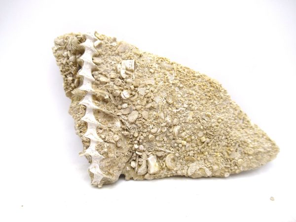 Archimedes Bryozoa - Mississippian Age from Illinois #100