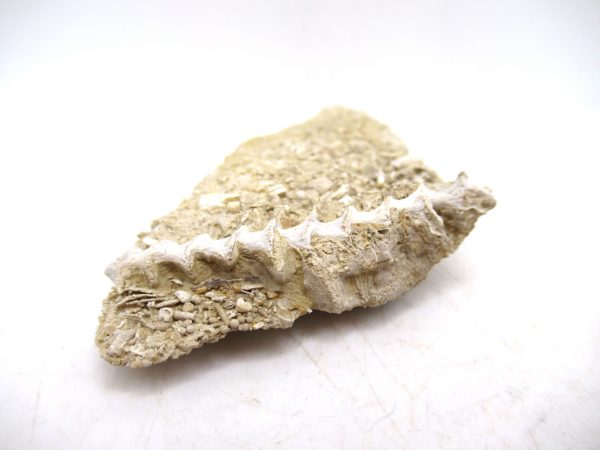 Archimedes Bryozoa - Mississippian Age from Illinois #100 - Image 2