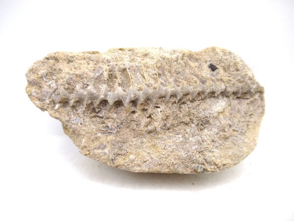 Archimedes Bryozoa - Mississippian Age from Illinois #101