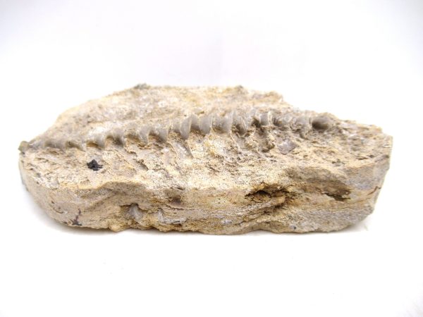 Archimedes Bryozoa - Mississippian Age from Illinois #101 - Image 2